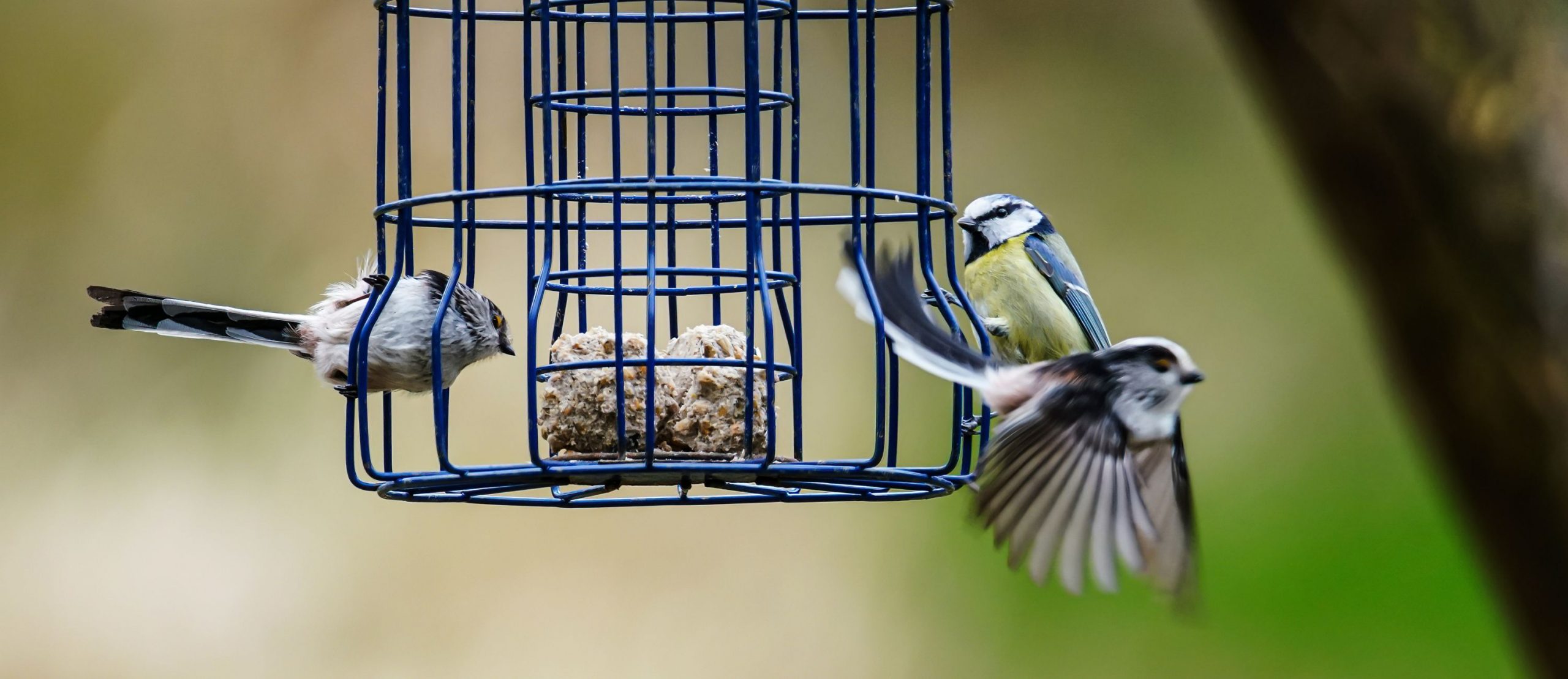 From Bird Feeders to Edge AI:Tracking Flight Paths with RealSense D456